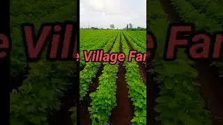 soyabin and mandvi #village farm