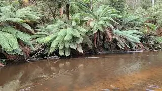 Latrobe River & Toorongo River Trout Fishing Mission