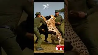 🐾 A Giant Dog Versus The Fastest Predator! 😱 Who Will Win? #animals #animalrescue #shortvideo #dog