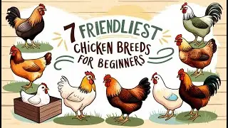 Backyard Chicken Keeper&rsquo;s Dream: The 7 Friendliest Breeds for Beginners