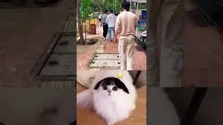 i need to catch 😭 #cat #memes #funny