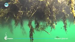 Duikteam Diveplace in de Kempervennen