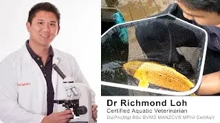 Koi fish pond pre winter health checkup for diseases and water quality