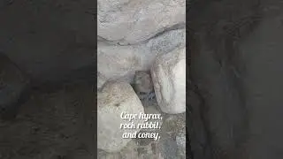 Rock Hyrax #animals #shorts