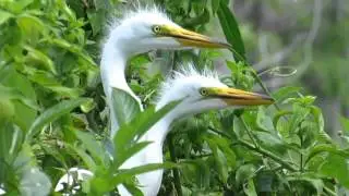 Egret nest followup   April 25, 2016