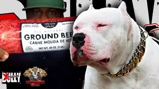 What to Feed XL Bully Puppies (Jawdropping Bullies)