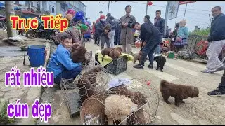 Trực tiếp chợ chó bắc hà 18/1/2026 hôm nay rất nhiều cún đẹp giá rẻ | Bac Ha TV