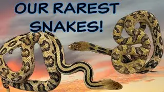 The RAREST SNAKES in our Collection!! - Never shown before!