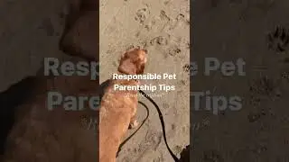 Responsible Pet Parentship Tips #shorts