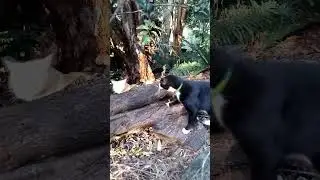 Squirrel Tail Cat plays with friend😺 #squirrelcat #fluffycat #cutecat