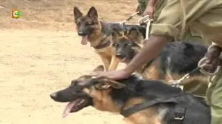A Costly Doggy Affair