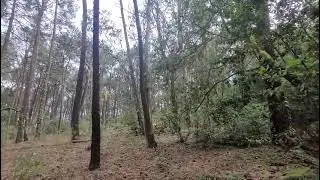 Eucalyptus ring barking in Cortegada island