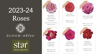 🌹 Star Roses & Plants 2023-24 New Rose Releases / Scentables&trade; / Bloomables&reg; / Meilland