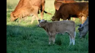 Positive News - Farmers Invite Jazz Band to Play Moosic for Cows in Bid to Boost Milk Production