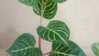 Iresine plant propagation tips🌿🌿🌿