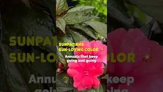 SunPatiens: Ежегодник, который не сдаётся | Растение недели