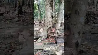 Can Monkeys Really Use Cups Like This? #monkeyvideo #monkeydluffy #monkeysr #monkeylove #monkey