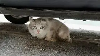 Бездомная кошка с отсутствующим ухом дрожала под машиной и не принимала помощь, пока не пришла она.