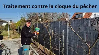 Traitement contre la cloque du pêcher