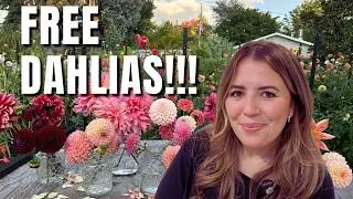 My 2026 Dahlia Shopping List + Dahlia Giveaway! 🌸