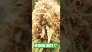 Northern Lights #7