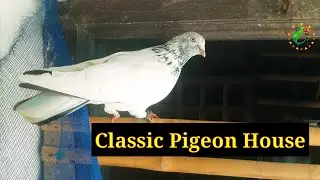 Classic Pigeon House with Pigeon Sounds | Animal Hunter