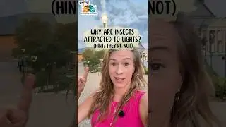 Почему насекомых привлекает свет? (Подсказка: нет!)