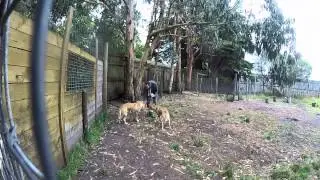Dingo Encounter