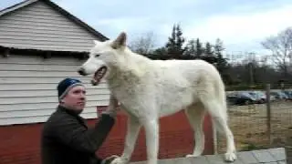 Roof Wolf