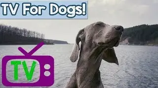 Virtual Wildlife Movie for Dogs! Take Your Dog on a Virtual Nature Adventure with Dogs, Sheep, Water