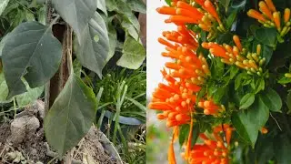 Pyrostegia venusta plant ki reporting 💯🌟#youtubeshorts #ytshorts #viral 