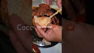 Coconut crab. Palau