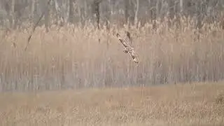 Short Eared owl flying around