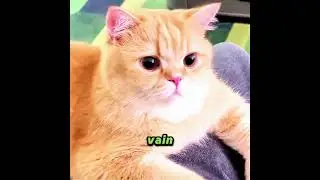 Can a golden fish really bring good luck? 🐠✨🍀🤔#cat #pets #cute #funny #shorts #short
