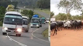 Msafara wa wanaohama kwa hiari Ngorongoro ukielekea Handeni | Wapokelewa na wenzao Msovera