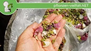 Drüsiges Springkraut - Samen ernten - 01.08.18 (Impatiens glandulifera) - Samen Ernte