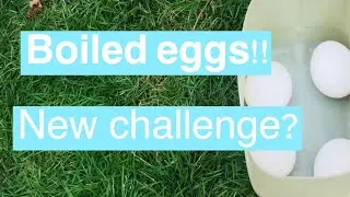 Smartest way to boil hard-eggs in a plastic bottle on a firewood 🔥.