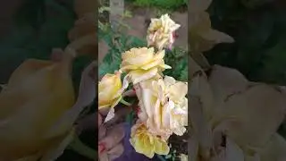Another beautiful rose in my Santorini garden🌹