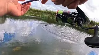 Szczupak brał sześć razy!!!! Mega połapane