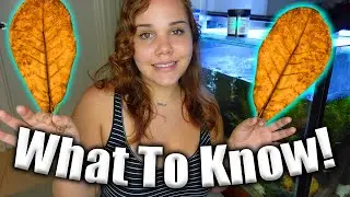 Should You Get Indian Almond Leaves For Your Aquarium?