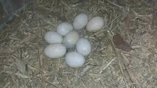 Duck egg hatching processes #duck #duckcoop #duckling #duckchicks