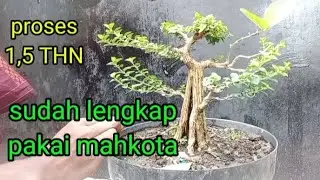 HANYA 1,5 TAHUN !!!  sudah pakai mahkota #bonsaisancang #bonsaipremna  #bonsaipemula #tutorialbonsai