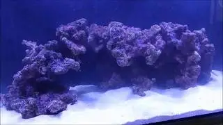 Montaje de un acuario Reef Habitat 90 de TMC