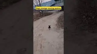 Dog's strange running posture #funny #cute #pets #comedy #animals #shortvideo #shorts