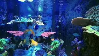 Mid-Day on the Reef!