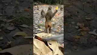 The monkey grabs the biscuits from the bag and runs away#shorts#monkey #cuteanimal #naturalbeauty😋😋😋