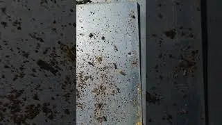 #apicoltura #api #apiary apivar 60 acido formico varro'a varroa