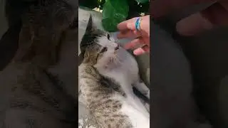 Just saying hello to this cute stray ❣️ 😸#straycat #adoptstrays #cat #catlife