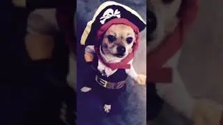 Izzy and her pirate costume fail