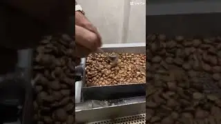 Como funciona o processo de classifica&ccedil;&atilde;o do gr&atilde;o de caf&eacute;.